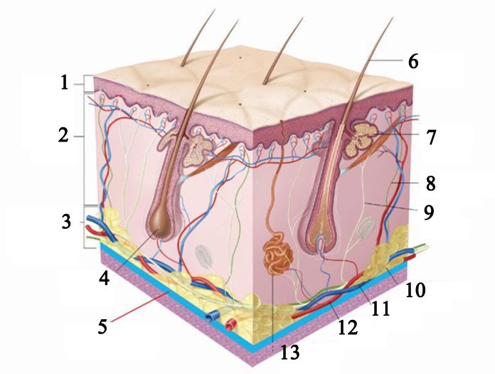 HIFU 3D